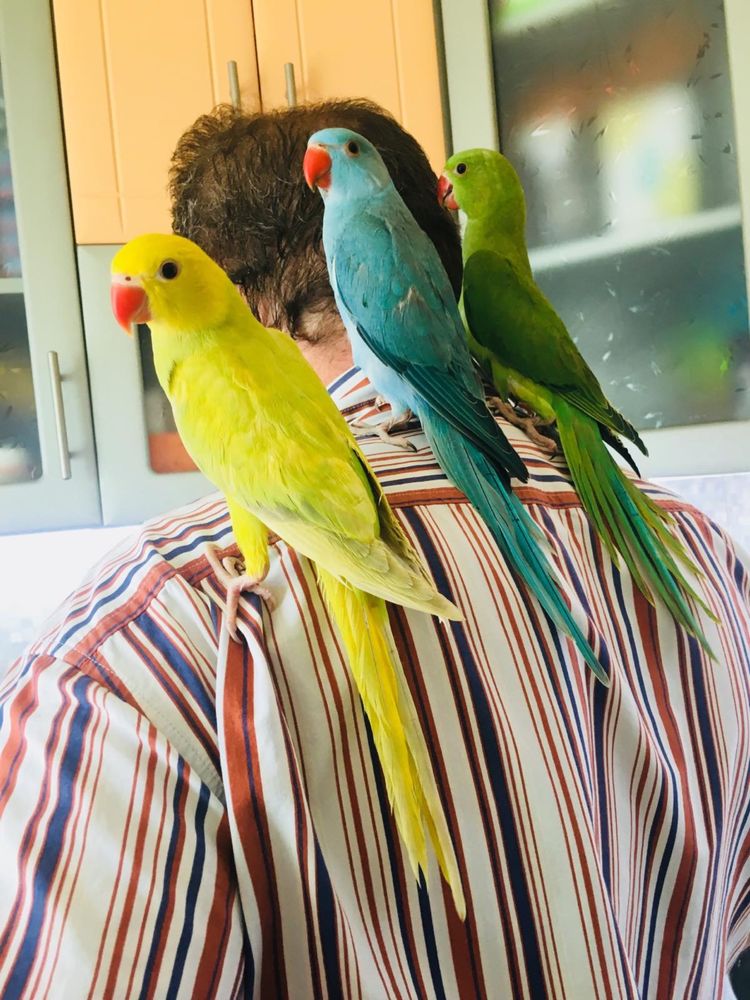 Ожереловый попугай ручные птенцы выкормыши разных цветов окольцованные