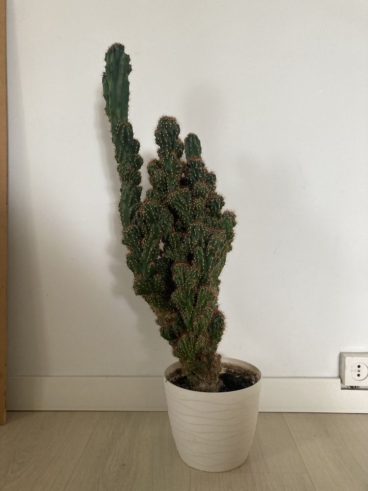 Kaktus kwiatek doniczkowy duży