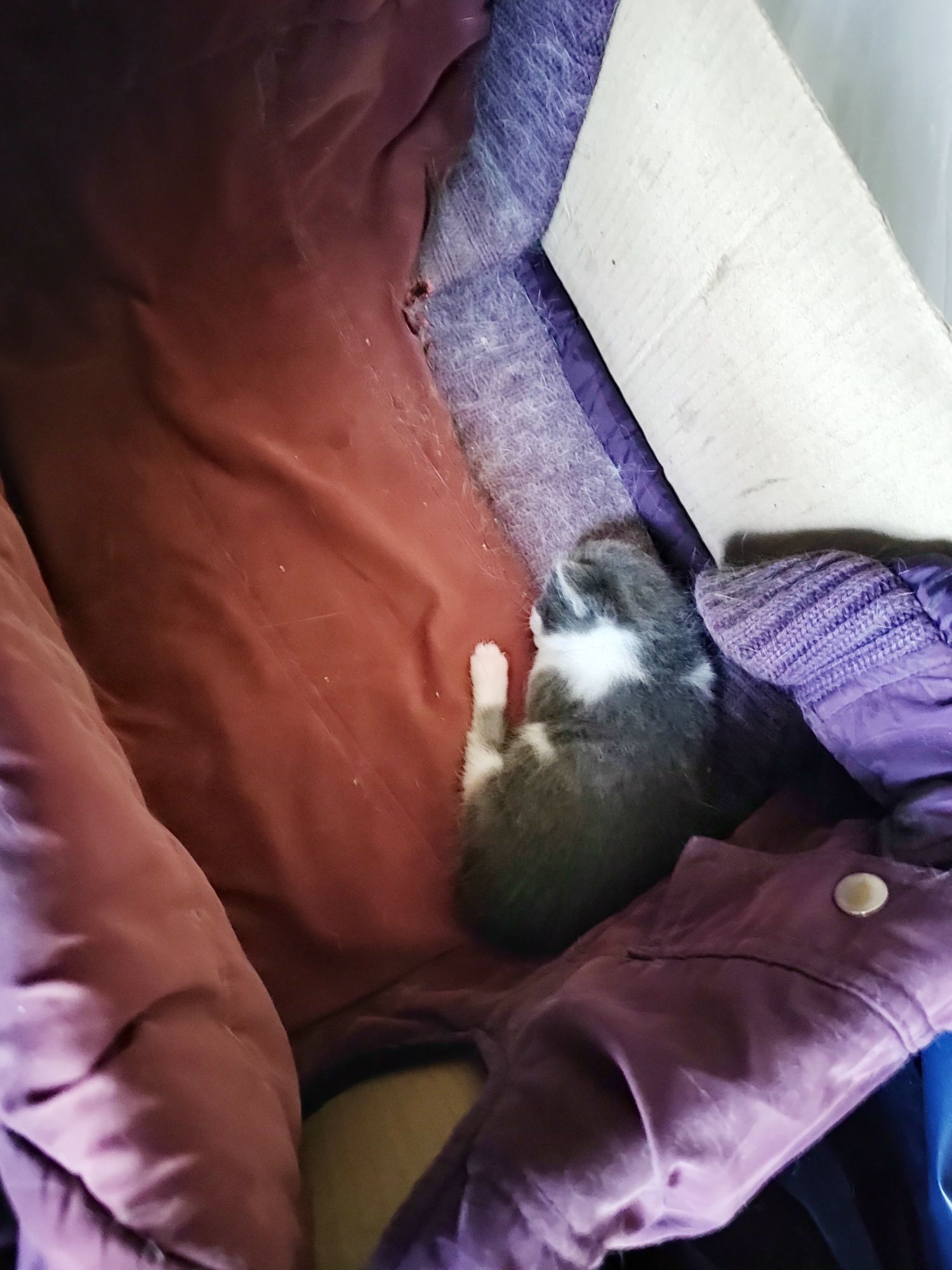 Котенок маленький