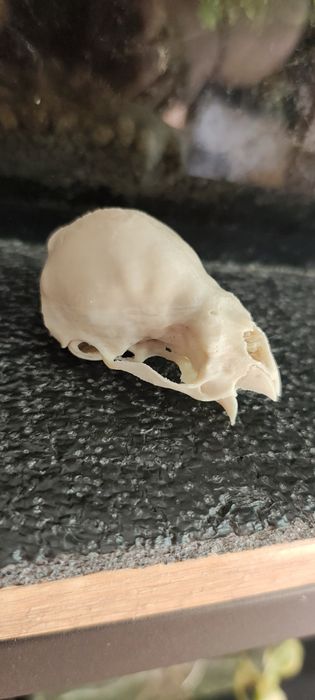 Czaszka nietoperza wampira model 3d