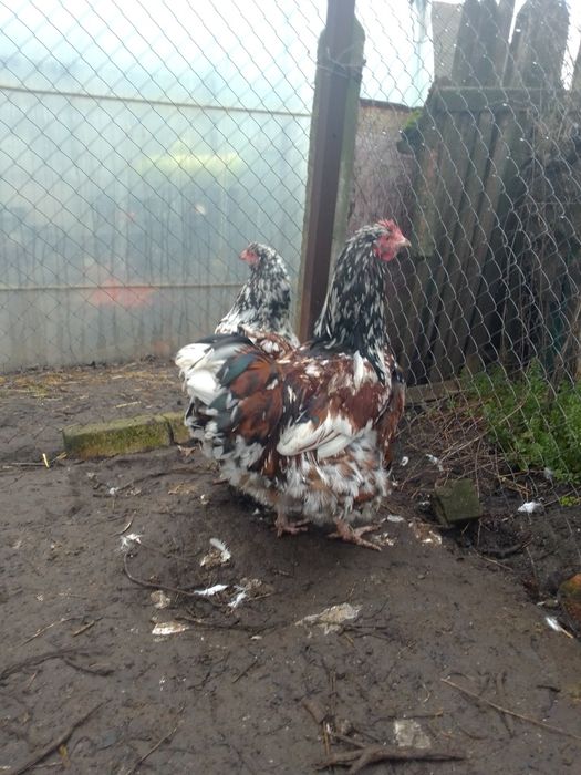 Продам сім'ю курей орпінгтон