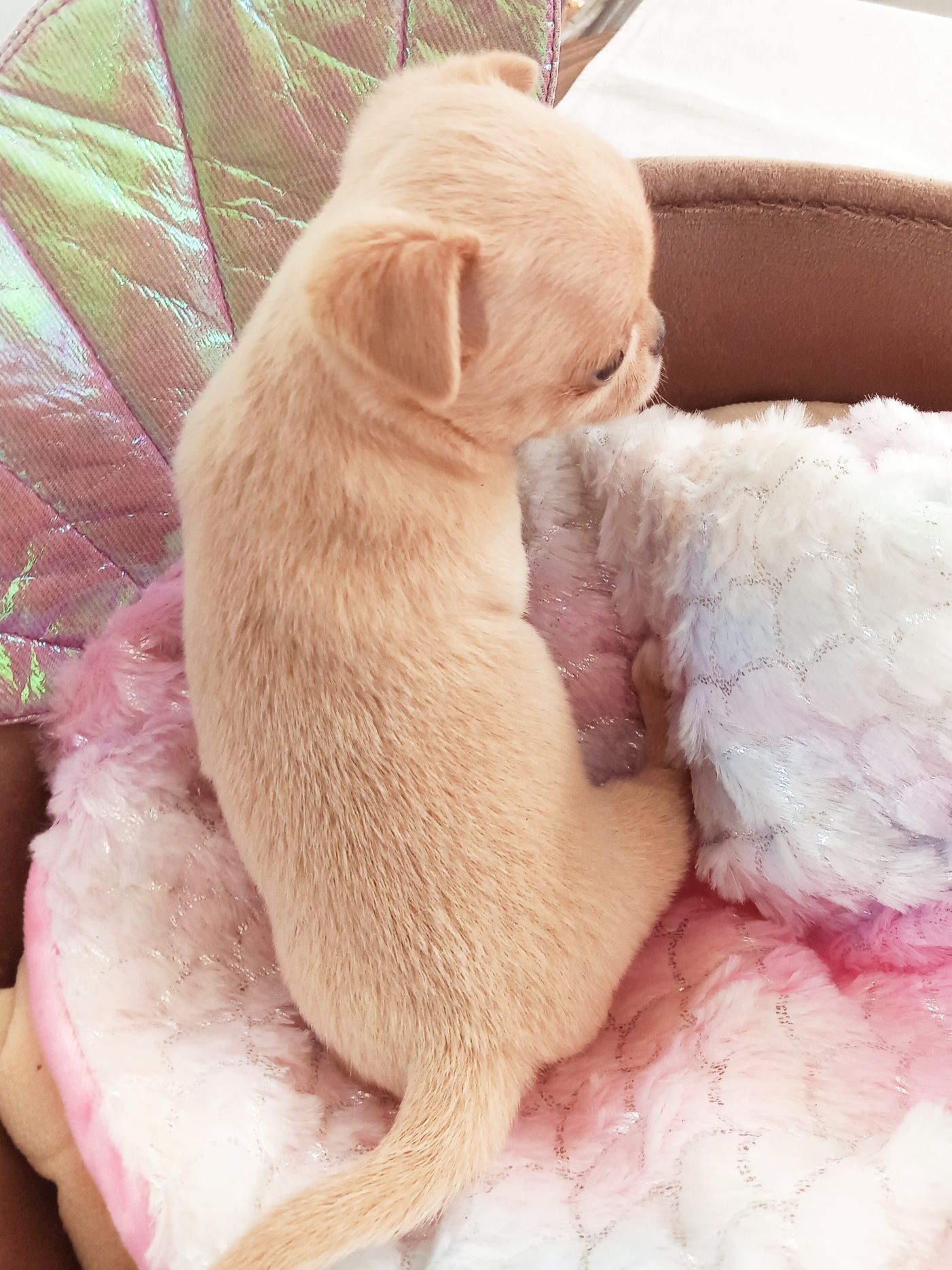 Cudowna suczka chihuahua