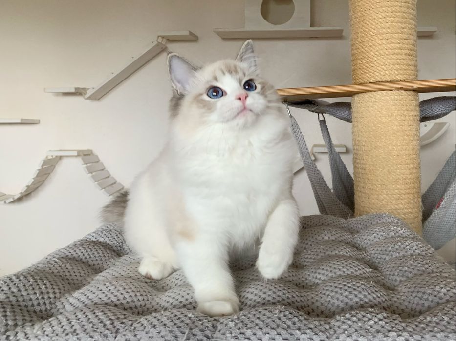 Kochany kocurek Ragdoll TEO z rodowodem FIFE