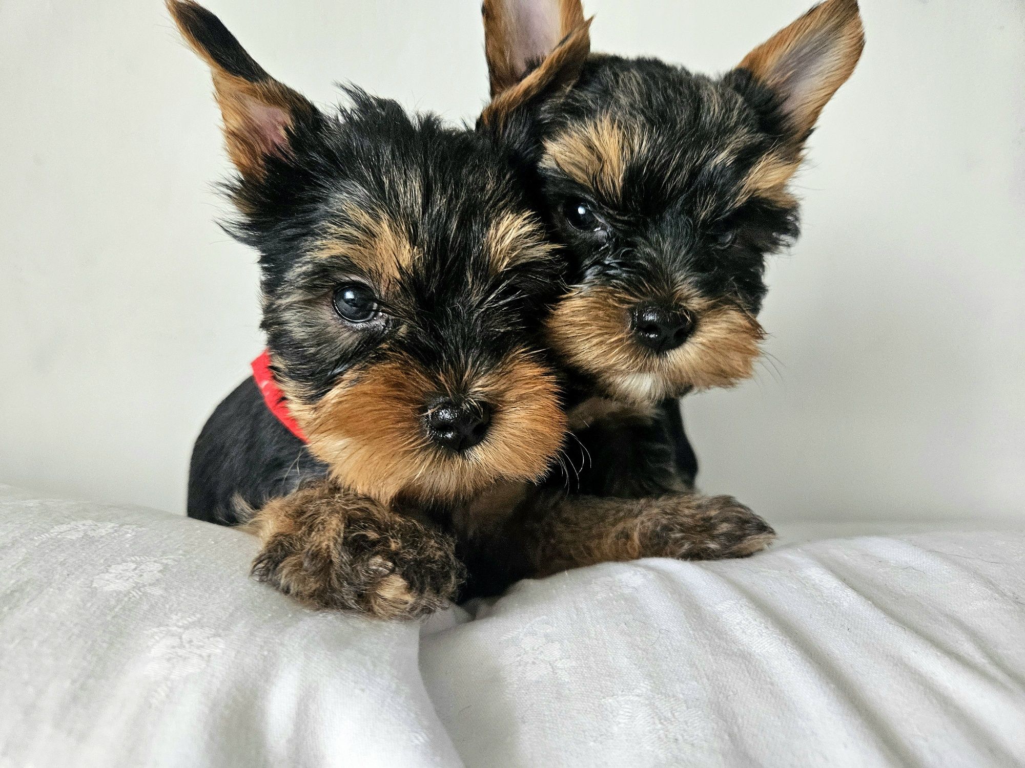 Piesek rasy Yorkshire terrier