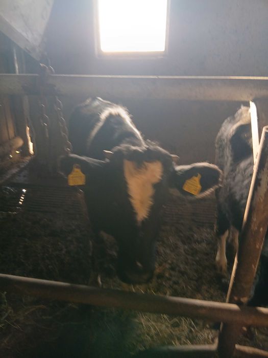 Jalowki. Do dalszej chodowli