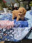 Caniche mini toy apricot fêmea