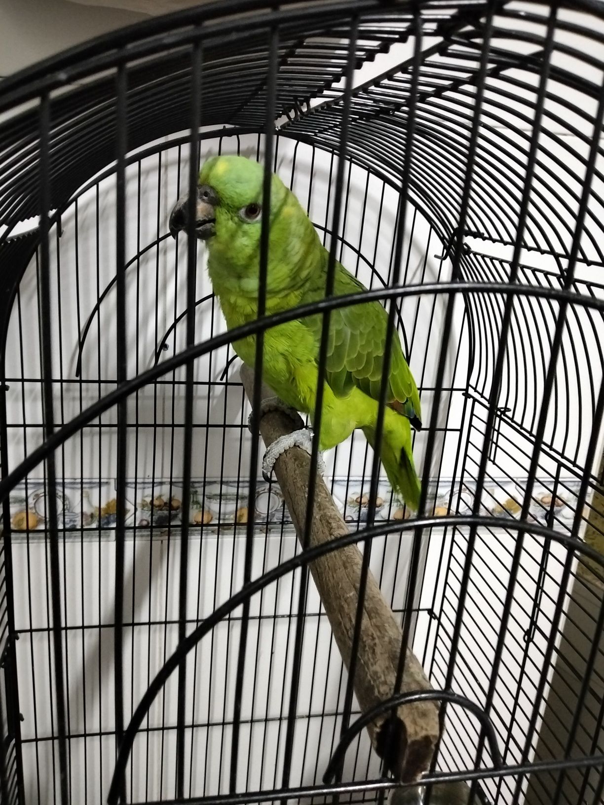 Papagaio com gaiola