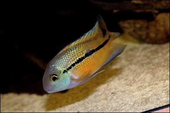 Pielęgnica nikaraguańska - Hypsophrys nicaraguensis - dowóz, wysyłka