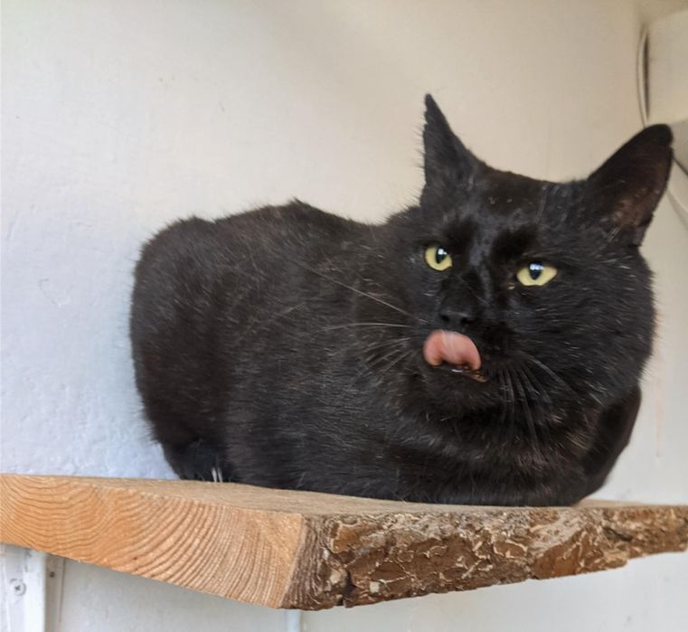 Węgielek dorosły kot kocur szuka domu niekupujadoptuj