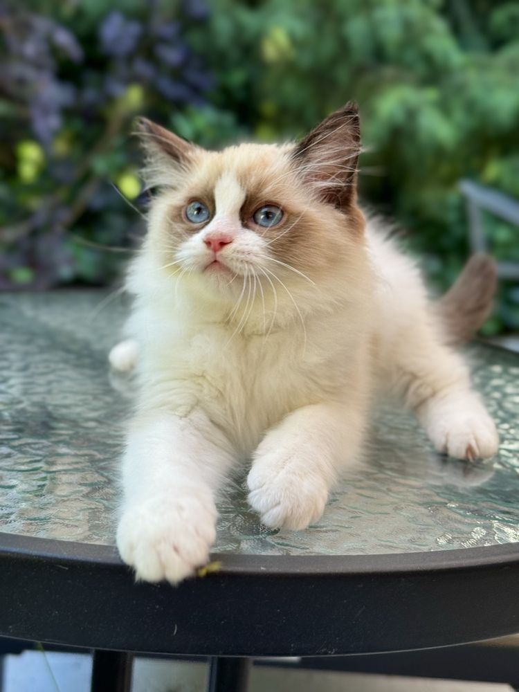 Słodki kocurek Ragdoll seal mitted z profesjonalnej hodowli