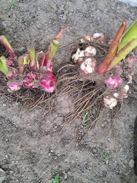 Kłącza kanny Red Cherry