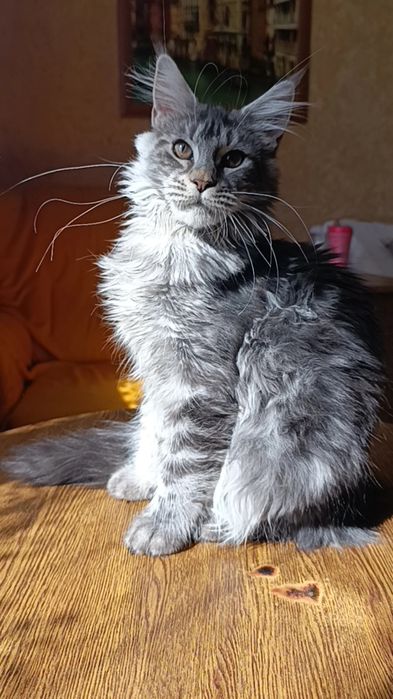 Кошечка породы Мейн Кун