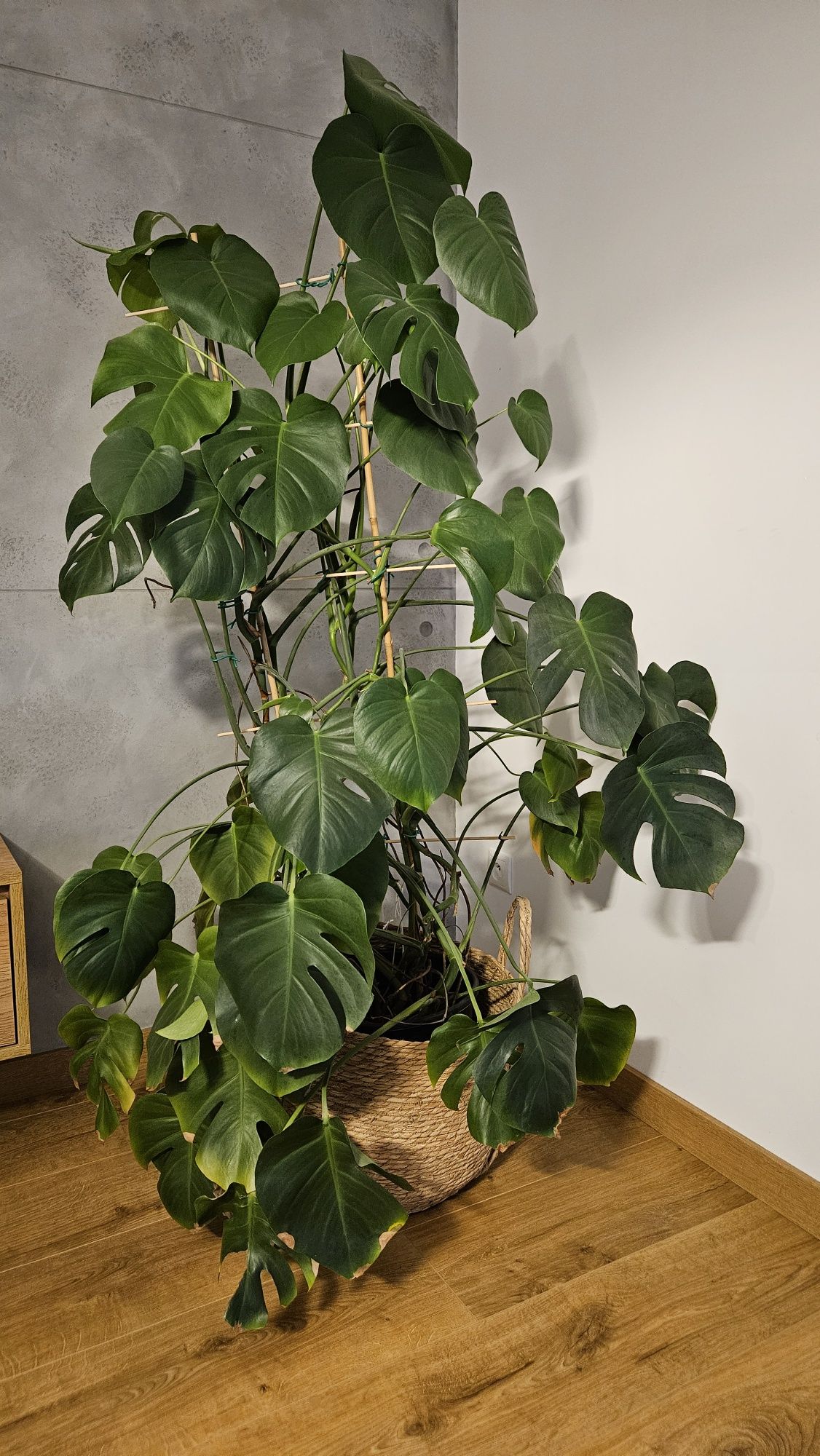 Monstera dziurawa duża
