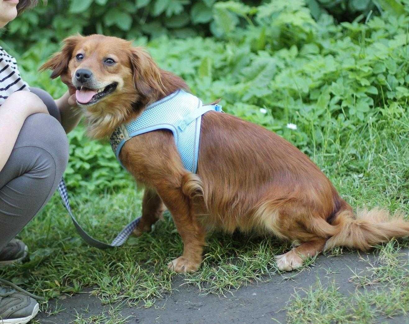 Bambi, cudna sunia do adopcji