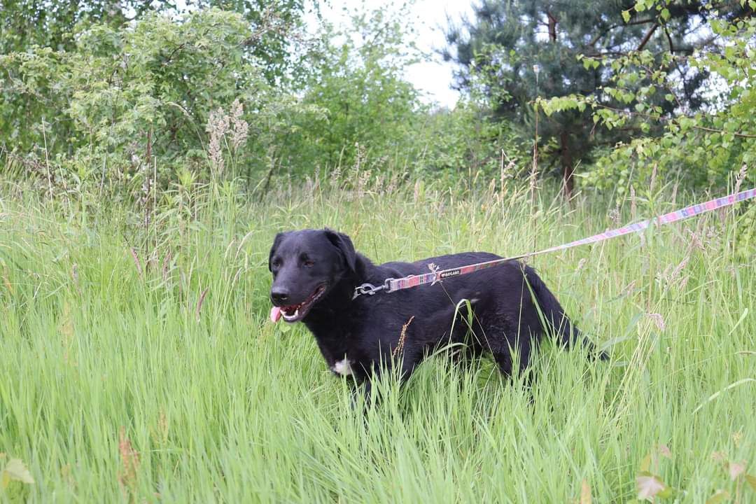 Pies do adopcji, schronisko strzelce, typ labrador