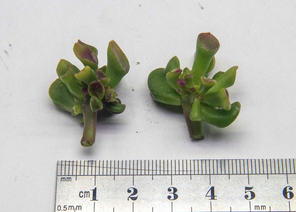 Красула Gimli. Денежное дерево Гимли. Толстянка