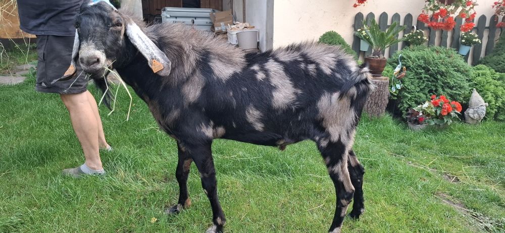 Koza Kozy anglonubijskie stado 1+2