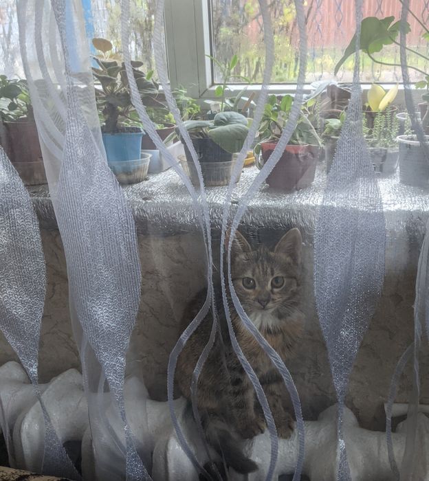 Кошеня віддам безкоштовно