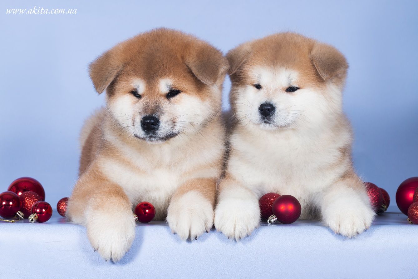 Akita, щенки акита ину, японская акита