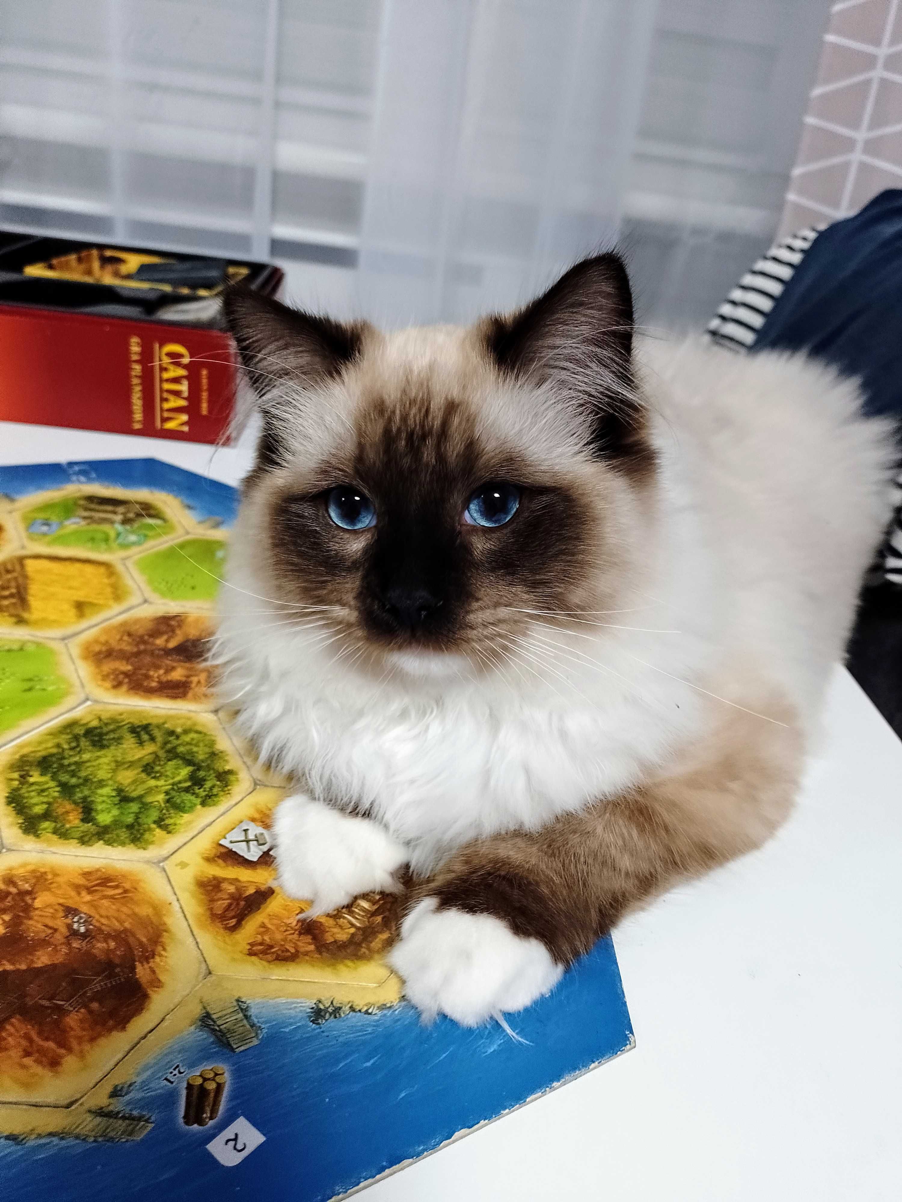 Roczny Ragdool, kocurek seal mitted