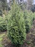 Thuja Brabant 2-3 m z Plantacji z bryłą Transport Sadzenie