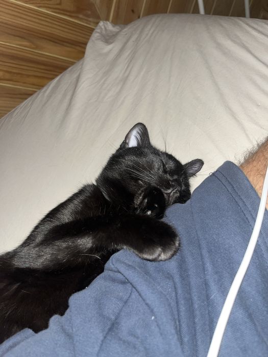 Adoção responsável Lucy