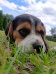 Beagle tricolor szczeniak suczka