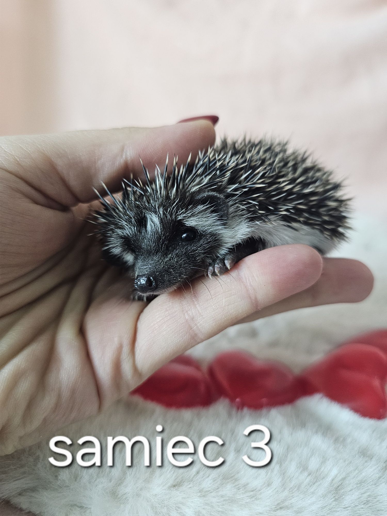 Jeż afrykanski jez pigmejski