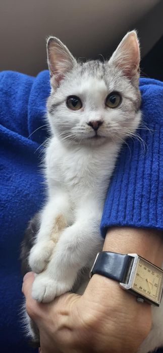 Szukamy kochającego domu dla 4 mies. kotki Busi