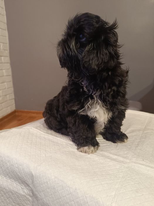 Szczeniak Shih tzu suczka