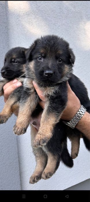Цуценята німецької вівчарки