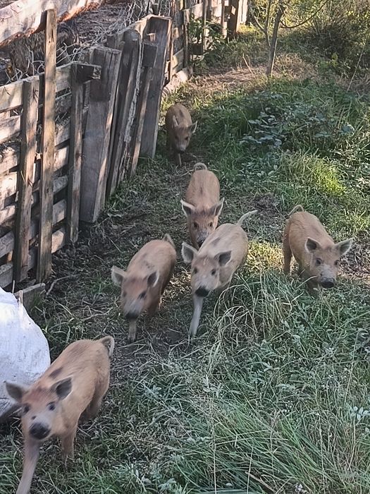 Prosięta Mangalica