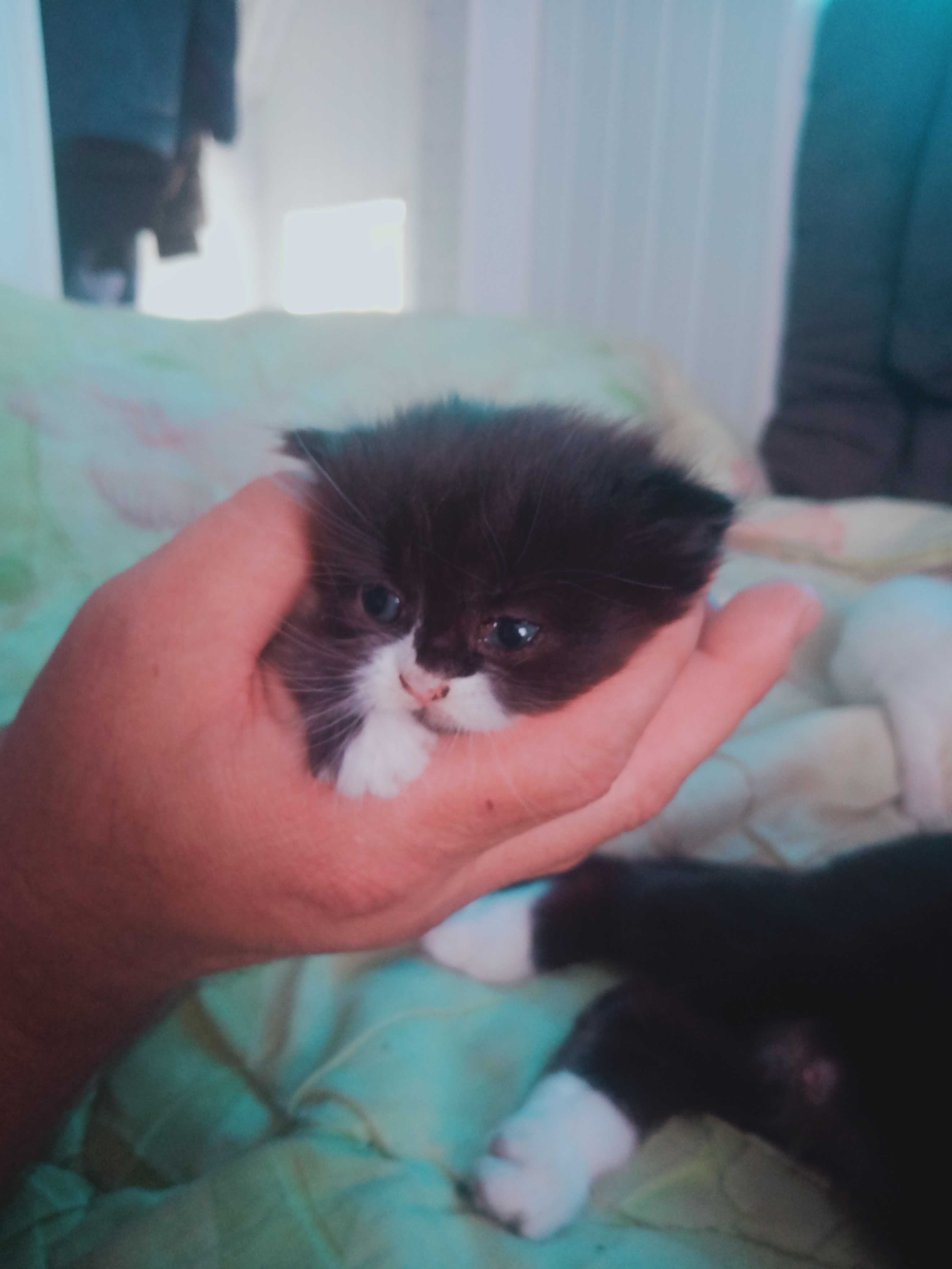 Котята британци 1 місяць.
