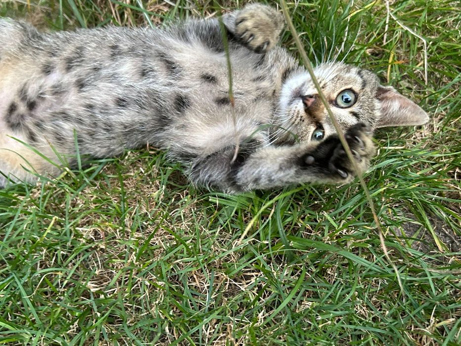 Kociak MACIEK szuka domku