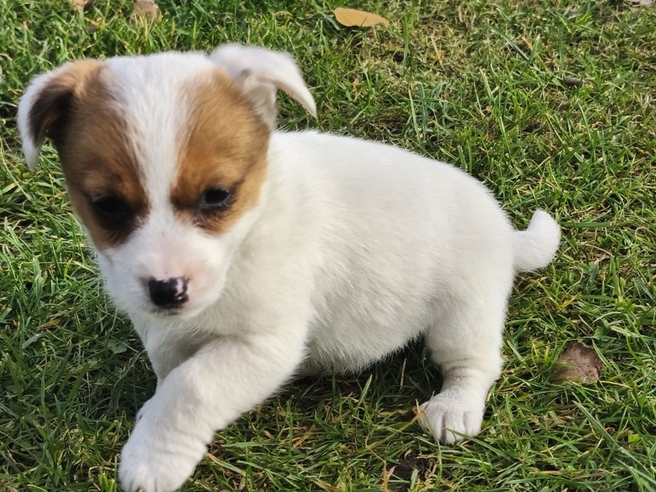 Jack Russell Terrier