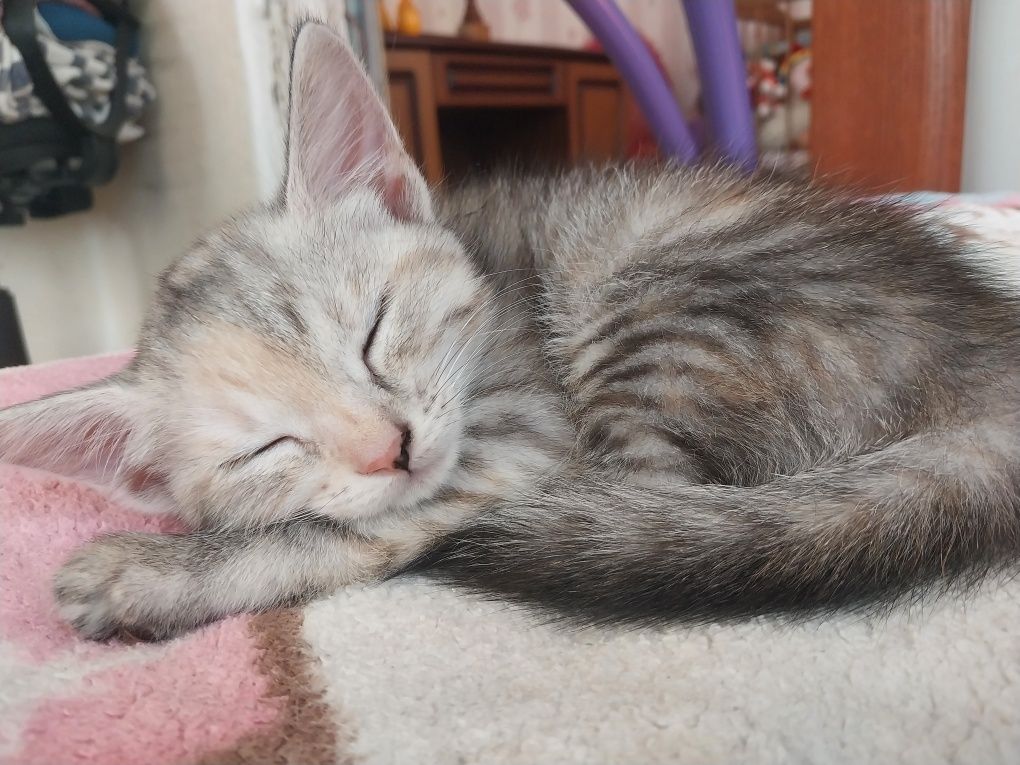 Котёнок девочка в хорошие руки