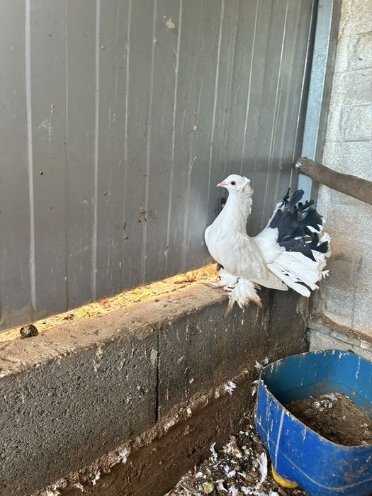 Pombos leque indiano