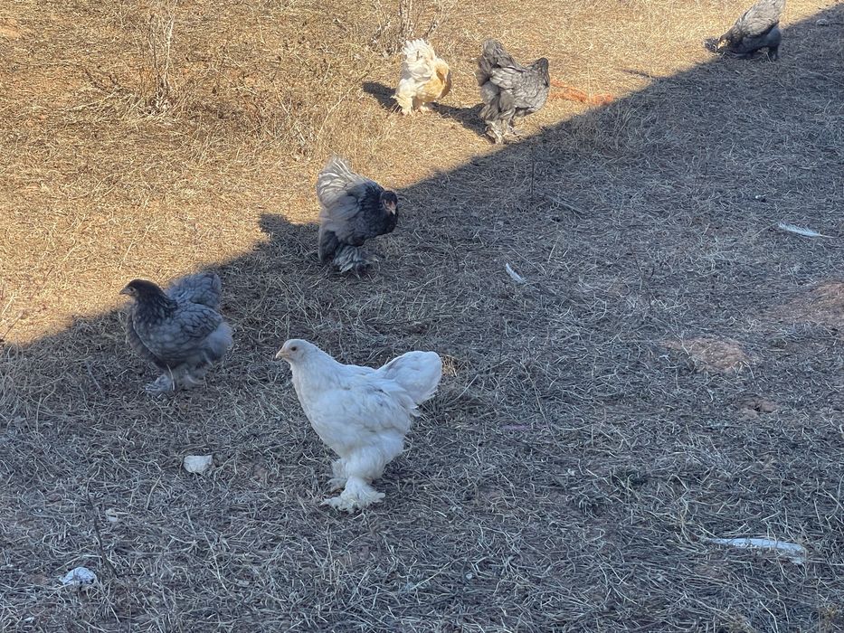 Galinhas Brahma e outras raças
