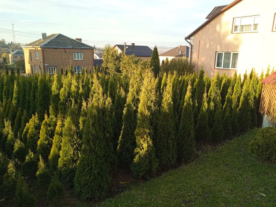 Продам туї смарагд 1.7-2.5м