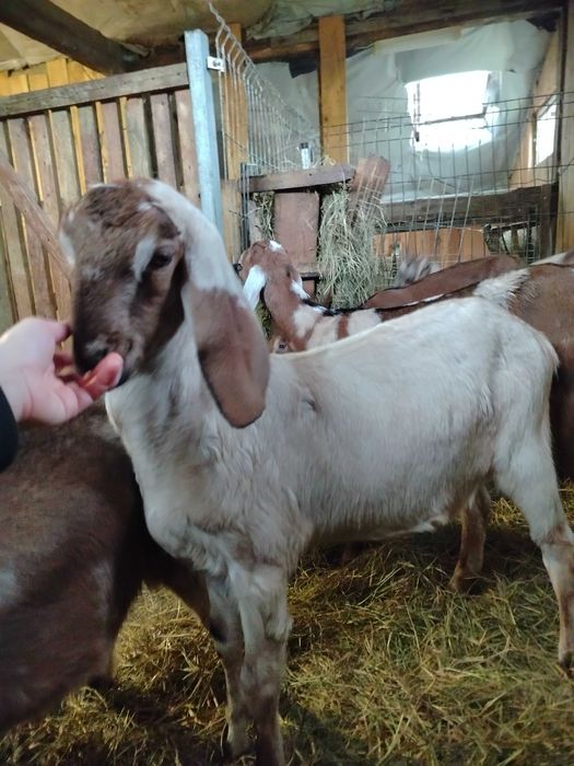 Sprzedam kozy anglonubijskie