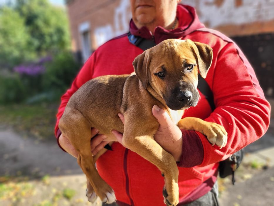 Продам щенков  питбуля