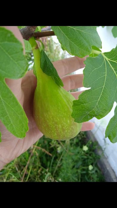 Інжир Поморійський 6 , Брунсвік / Саженці  /Инжир Поморийский6