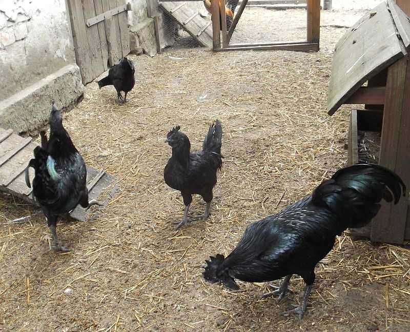 Ayam Cemani - jaja lęgowe