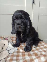 Piesek Cocker spaniel angielski