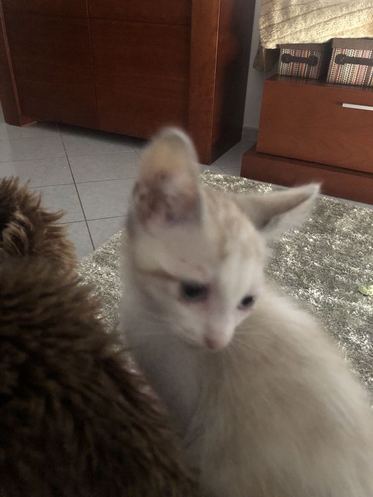 Gatinha bebe 2 meses branquinha