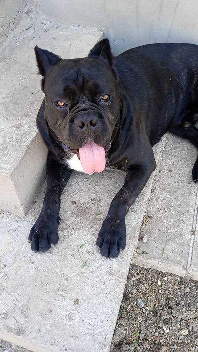 Кобель Кане-корсо вязка