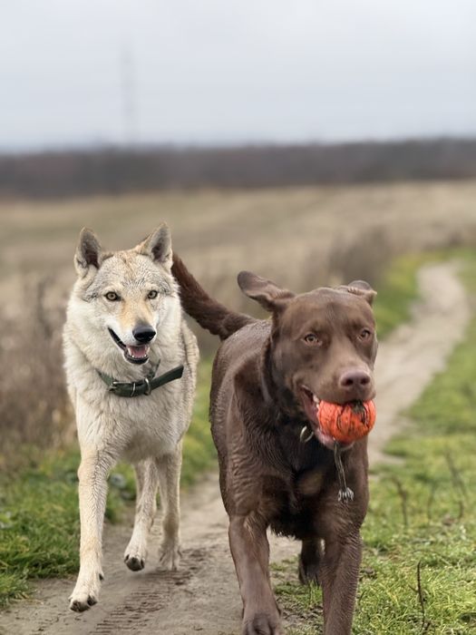 Перетримка та дресура  собак