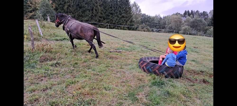 Konie huculskie klacze