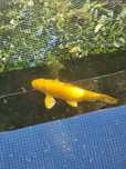 Vendo carpa Yamabuki 35 cm