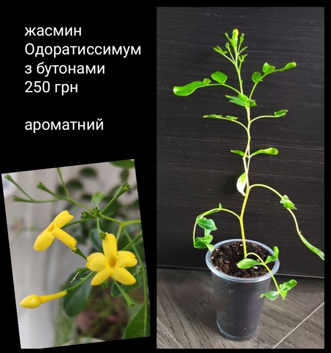 Цеструм ноктюрнум желтый, саркококка пеларгония жасмин